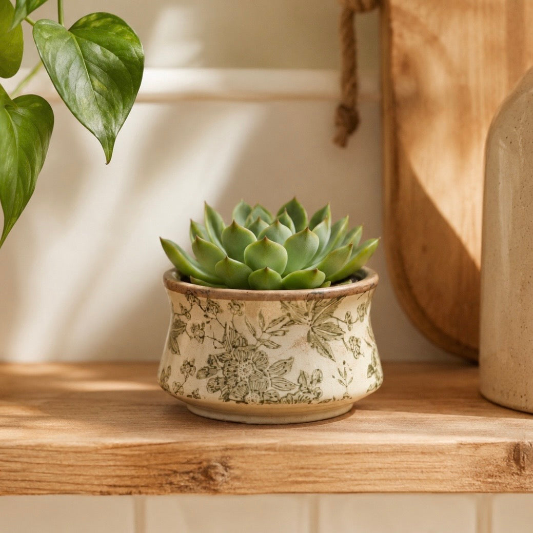 A small green succulent plant in a round beige ceramic pot with a green floral toile-style print, displayed on a wooden shelf in a warm, sunlit interior setting.