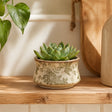 A small green succulent plant in a round beige ceramic pot with a green floral toile-style print, displayed on a wooden shelf in a warm, sunlit interior setting.
